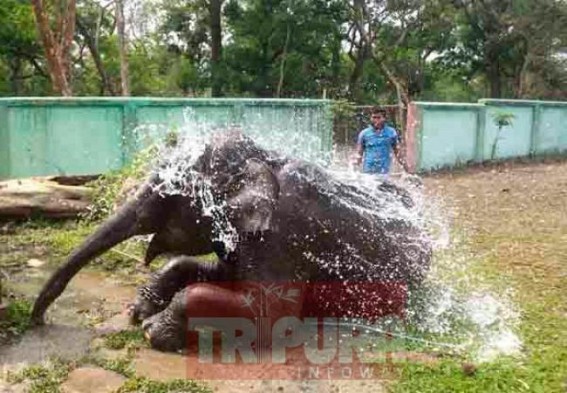 No respite for animals in this summer, temperature on the rise